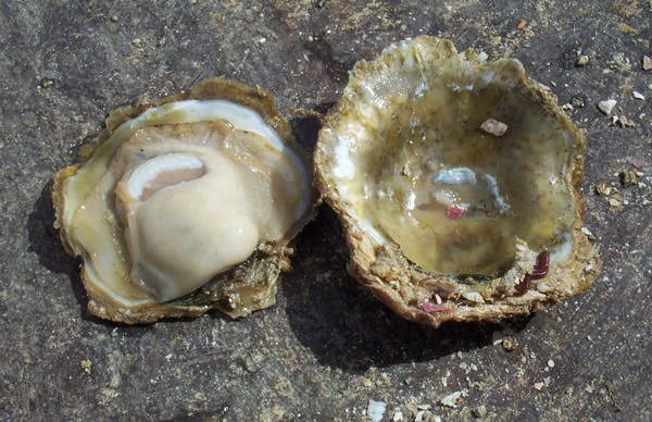 Oyster close up